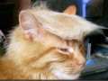 Cat trumped